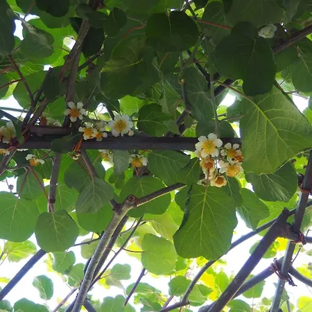 'eugenia' Mit Wasserblick By Interhome Apartment *